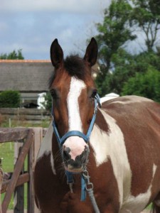 spetter (1)